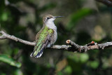 Ruby-throated Hummingbird (f)