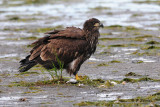 Bald Eagle (juv)