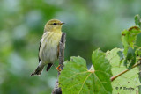 Blackpoll Warbler