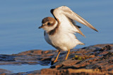 Semipalmated Plover:  SERIES