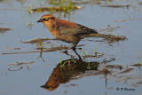 Rusty Blackbird