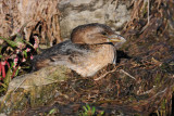 Pied-billed Grebe:  SERIES