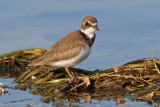 Semipalmated Plover