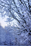 Winter scenery II