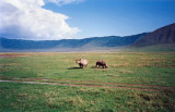 Rhinos, Ngorongoro