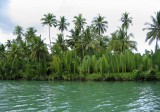 Nipa palms