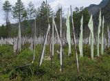 Prayer flags