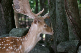 Deer profile