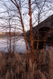 Birch near the Charles