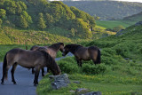 Exmoor ponies