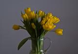 Yellow tulips