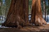 Sequoia trunks