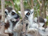 Ring-tailed lemurs grooming