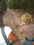 Karin and the ring-tailed lemurs