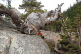 A Very Overlooked Twisted Pine at Dream Lake