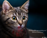 I Did Not Eat That Mouse!!