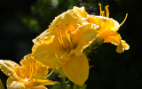 7d Flowers  01 copy.jpg