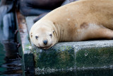103_Harbor Seal