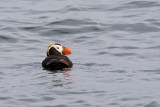 105_Puffin Swimming