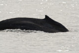 106_Humpback Whale