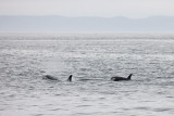 110_Orcas