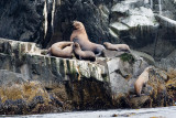 114_Harbor Seals