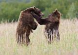 121_Bears Sparring