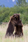 123_Bears Sparring