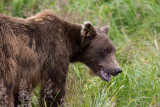 125_Bear Looking at Me