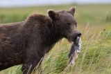 126_Bear with Eaten Fish