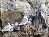 137_Birds with Chick