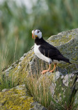141_Puffin Portrait