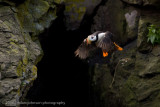 143_Puffin in Flight