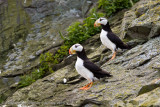 144_Pair of Puffins