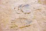 145_Bear Track