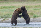 147_Bears Sparing
