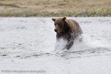 149_Bear Fishing