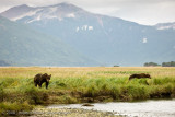 152_Bear Scenic