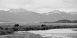 153_Bear Scenic