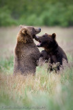 158_Bears Sparring