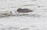 161_Salmon Running in Shallow Water