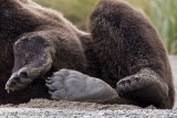 163_Bear Paws
