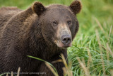 166_Bear Portrait