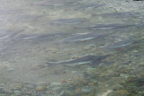 167_Salmon Running in Shallow Water