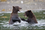 168_Bears Sparring in Bay