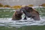 169_Bears Sparring in Bay