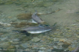 175_Salmon Spawning