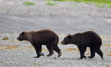 178_Bears Passing By