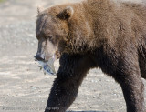 183_Bear with Fish Going to Eat