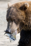 184_Bear with Fish Closeup